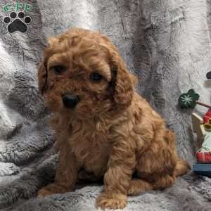 Rylie, Miniature Poodle Puppy